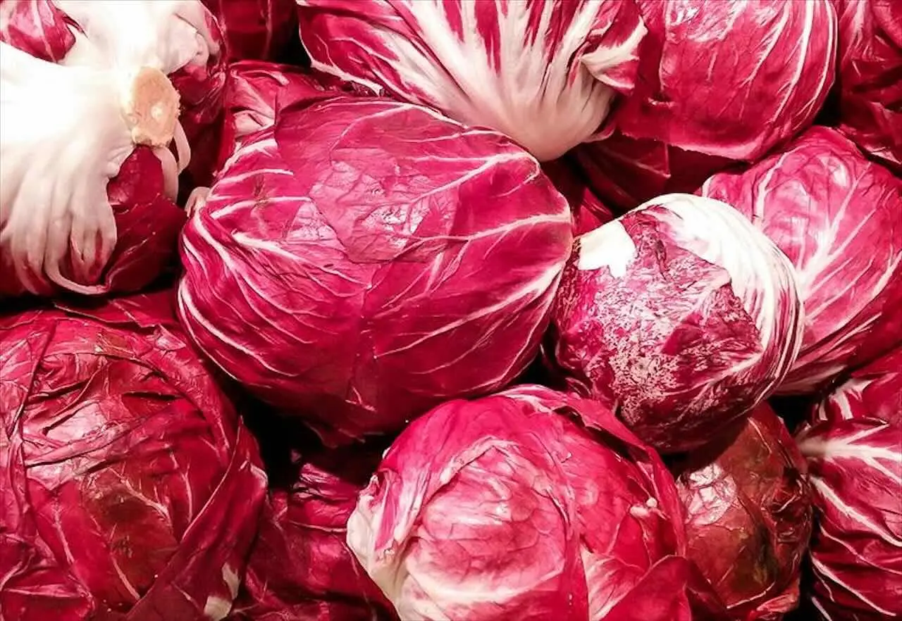 Come coltivare il radicchio rosso in vaso Come coltivare il radicchio rosso in vaso
