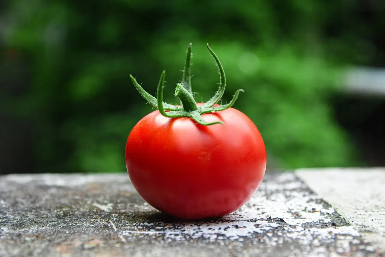 Non piantare pomodori vicino alle patate: attirano gli stessi parassiti Non piantare pomodori vicino alle patate: attirano gli stessi parassiti