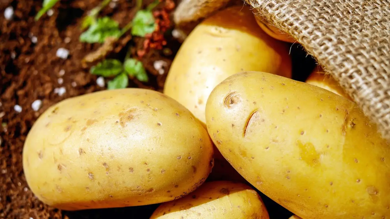 Non piantare pomodori vicino alle patate: attirano gli stessi parassiti Non piantare pomodori vicino alle patate: attirano gli stessi parassiti