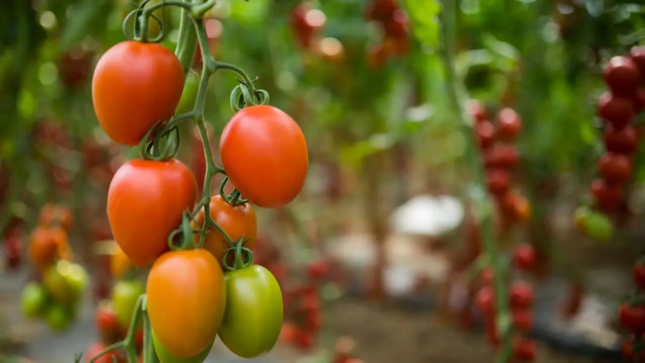 Non piantare pomodori vicino alle patate: attirano gli stessi parassiti Non piantare pomodori vicino alle patate: attirano gli stessi parassiti