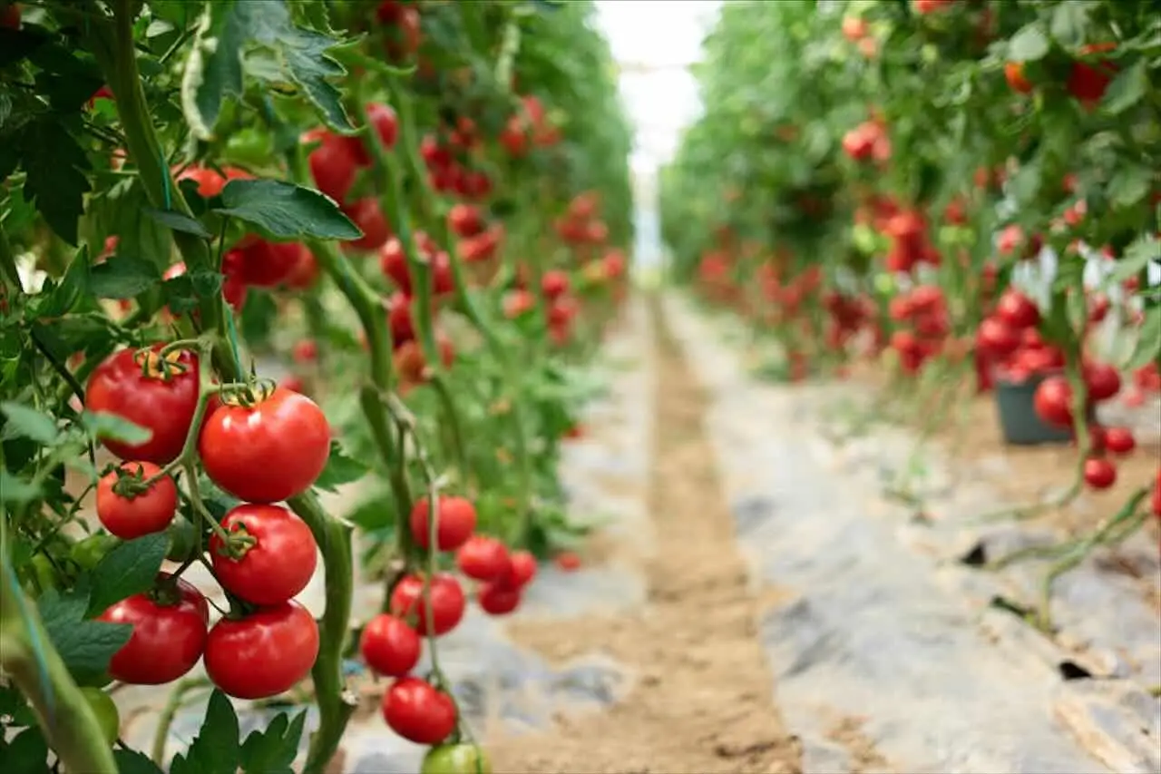 Non piantare pomodori vicino alle patate: attirano gli stessi parassiti Non piantare pomodori vicino alle patate: attirano gli stessi parassiti