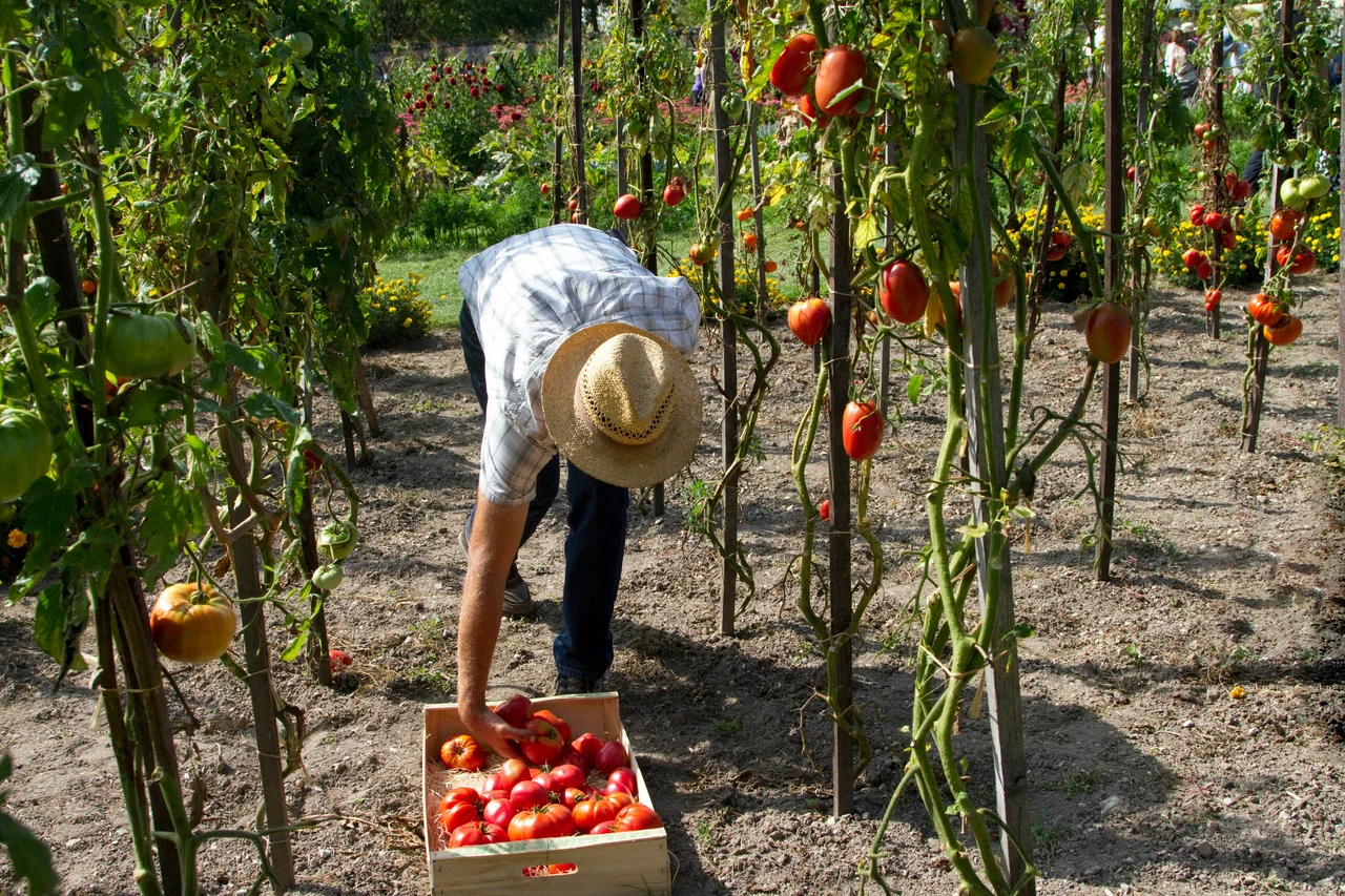 Non piantare pomodori vicino alle patate: attirano gli stessi parassiti Non piantare pomodori vicino alle patate: attirano gli stessi parassiti