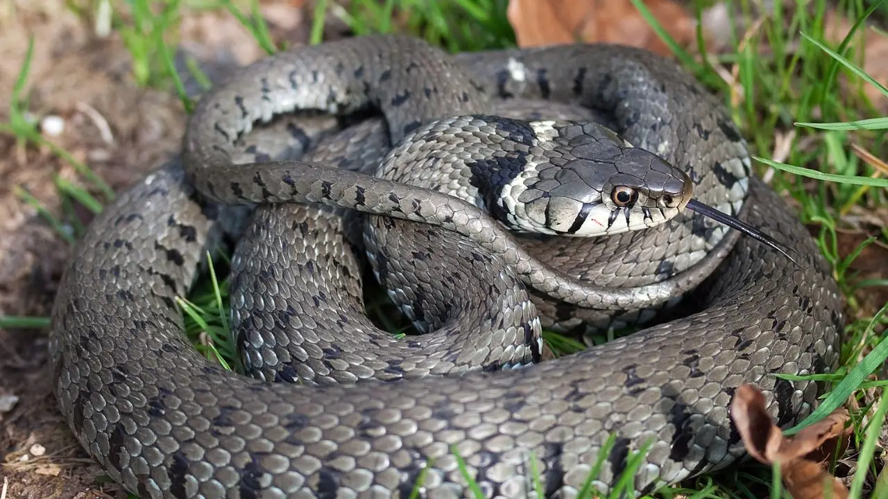 Attenzione: questa pianta diffusa attira veramente i serpenti. Ecco quale evitare Attenzione: questa pianta diffusa attira veramente i serpenti. Ecco quale evitare