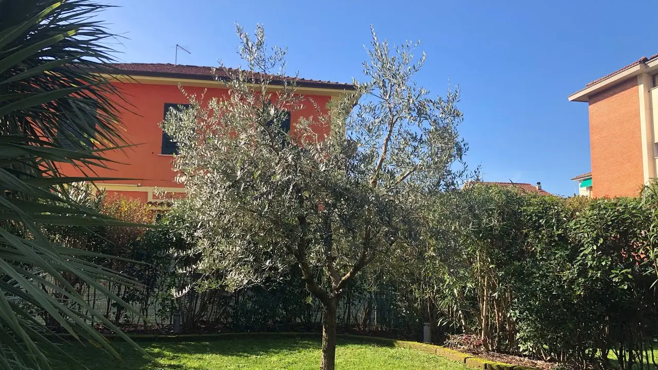 Ulivo in giardino: ecco come coltivarlo con successo per avere subito olive fresche a portata di mano Ulivo in giardino: ecco come coltivarlo con successo per avere subito olive fresche a portata di mano