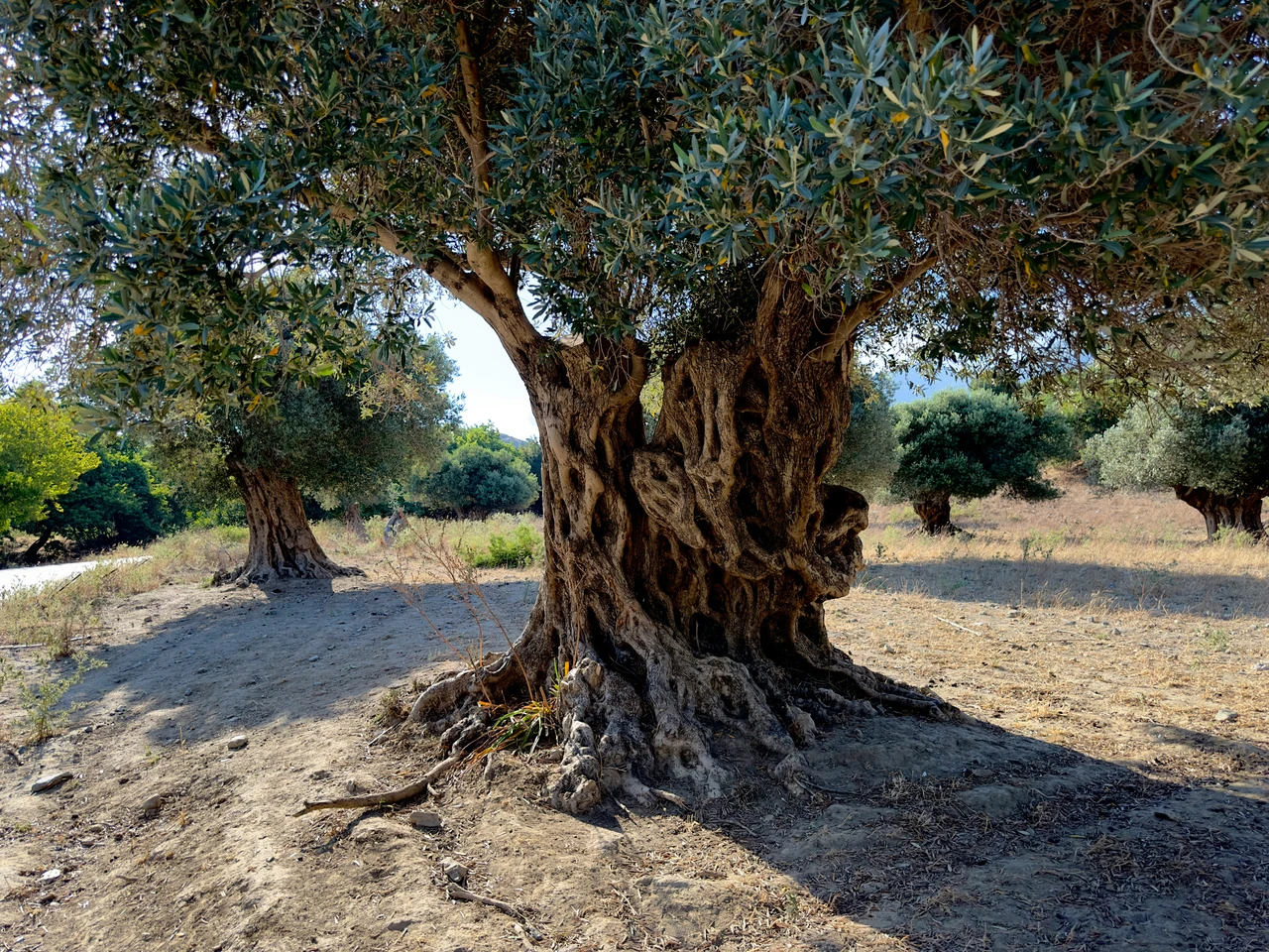 Ulivo in giardino: ecco come coltivarlo con successo per avere subito olive fresche a portata di mano Ulivo in giardino: ecco come coltivarlo con successo per avere subito olive fresche a portata di mano