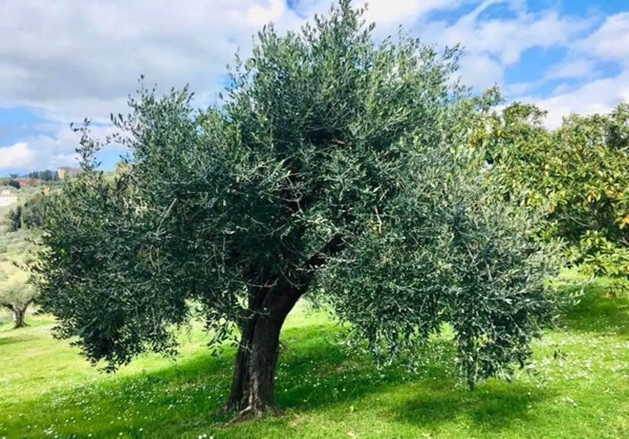 Ulivo in giardino: ecco come coltivarlo con successo per avere subito olive fresche a portata di mano Ulivo in giardino: ecco come coltivarlo con successo per avere subito olive fresche a portata di mano