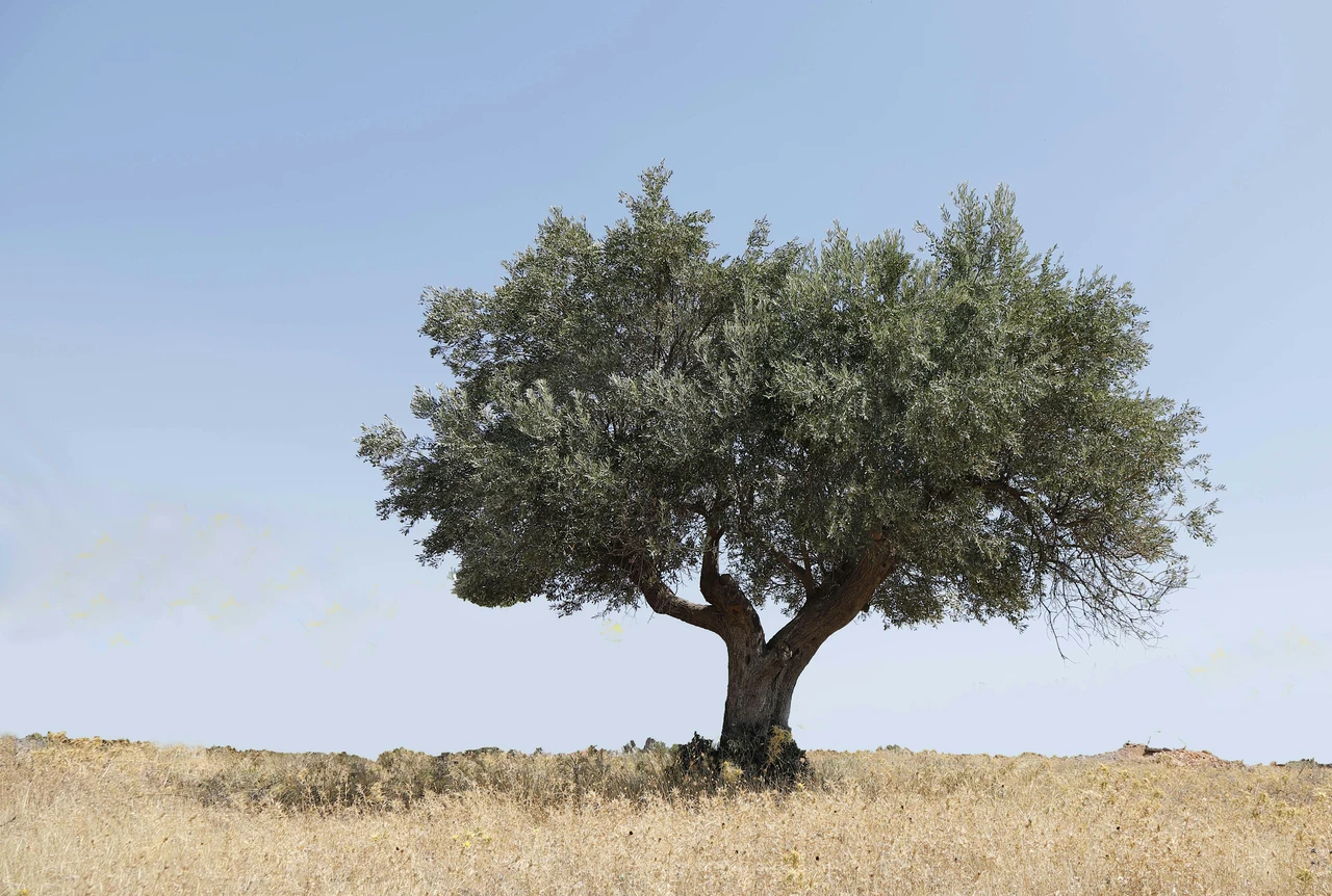 Ulivo in giardino: ecco come coltivarlo con successo per avere subito olive fresche a portata di mano Ulivo in giardino: ecco come coltivarlo con successo per avere subito olive fresche a portata di mano