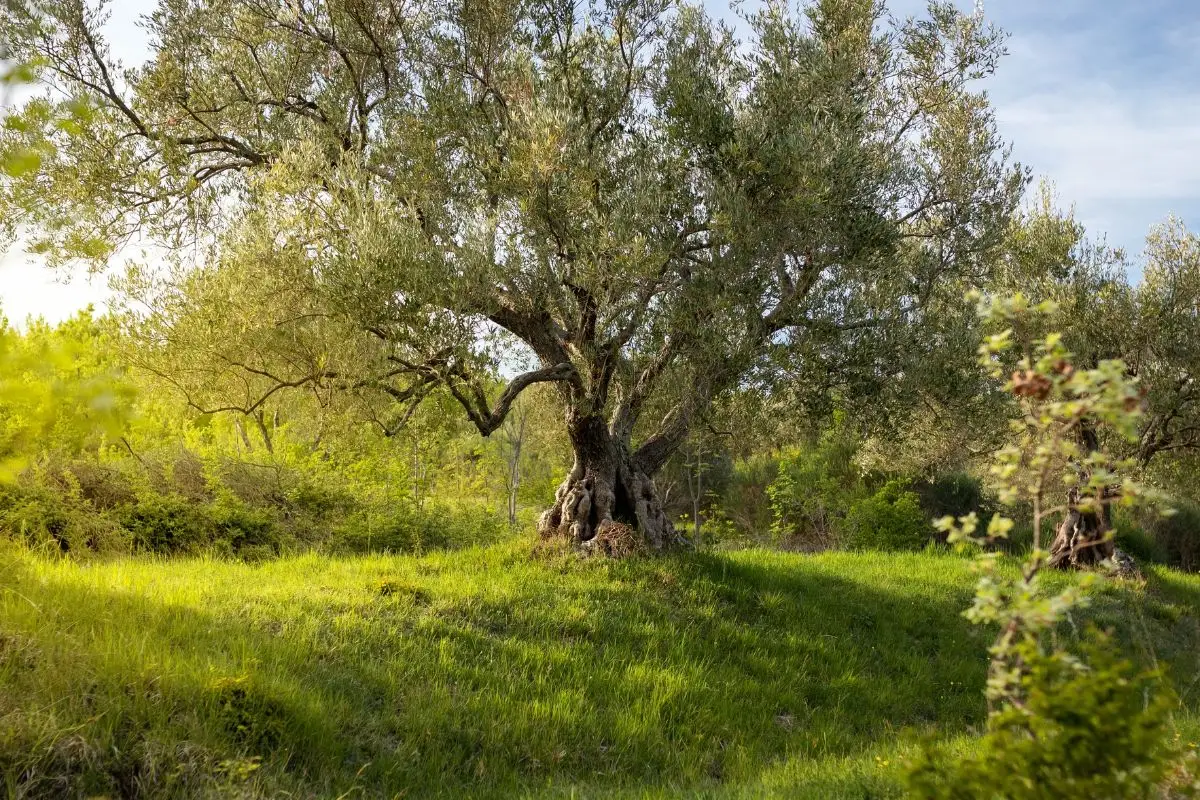 Ulivo in giardino: ecco come coltivarlo con successo per avere subito olive fresche a portata di mano Ulivo in giardino: ecco come coltivarlo con successo per avere subito olive fresche a portata di mano