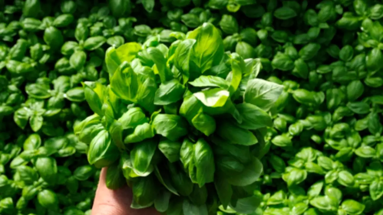 Il segreto del giardiniere per coltivare il basilico: ecco come piantarlo