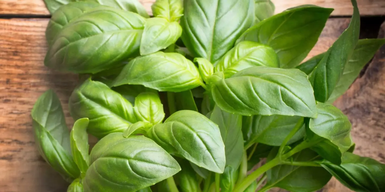 Il segreto del giardiniere per coltivare il basilico: ecco come piantarlo Il segreto del giardiniere per coltivare il basilico: ecco come piantarlo