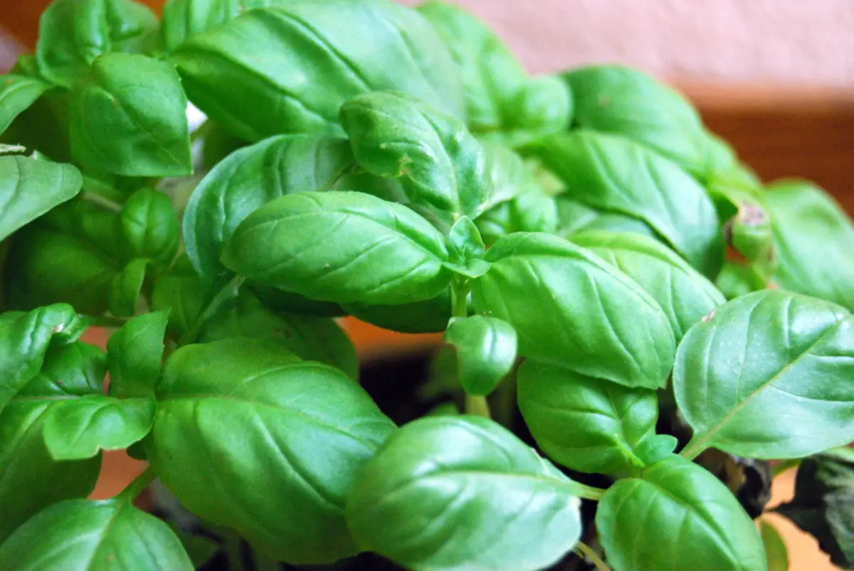 Il segreto del giardiniere per coltivare il basilico: ecco come piantarlo Il segreto del giardiniere per coltivare il basilico: ecco come piantarlo