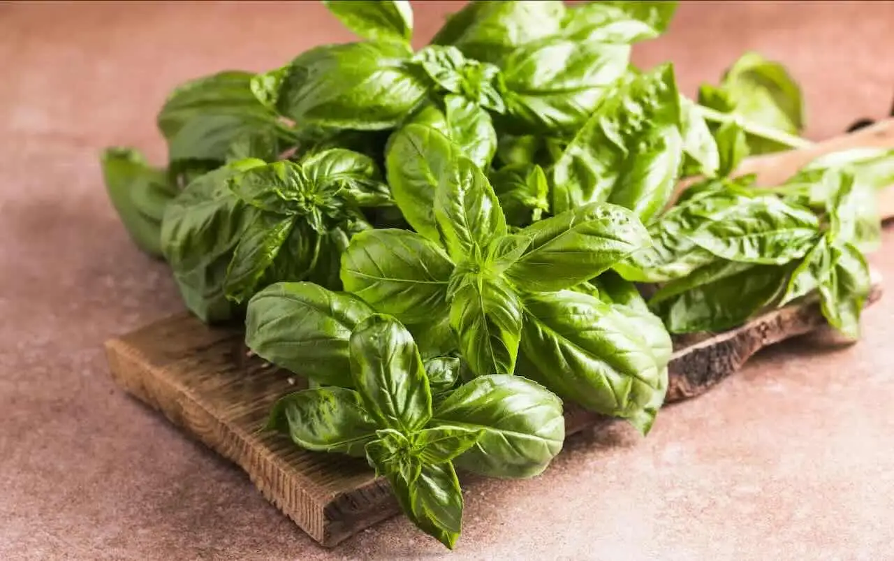 Il segreto del giardiniere per coltivare il basilico: ecco come piantarlo Il segreto del giardiniere per coltivare il basilico: ecco come piantarlo