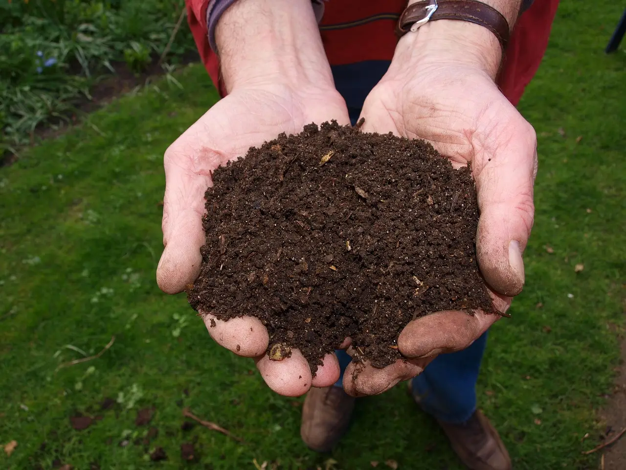 Non mettere mai il compost fresco direttamente sulle radici Non mettere mai il compost fresco direttamente sulle radici