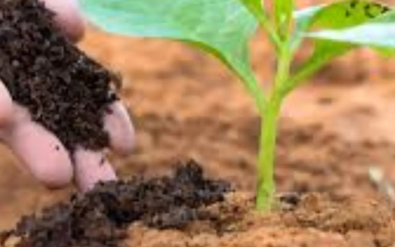 Non mettere mai il compost fresco direttamente sulle radici Non mettere mai il compost fresco direttamente sulle radici