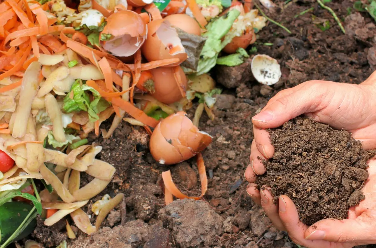 Non mettere mai il compost fresco direttamente sulle radici Non mettere mai il compost fresco direttamente sulle radici