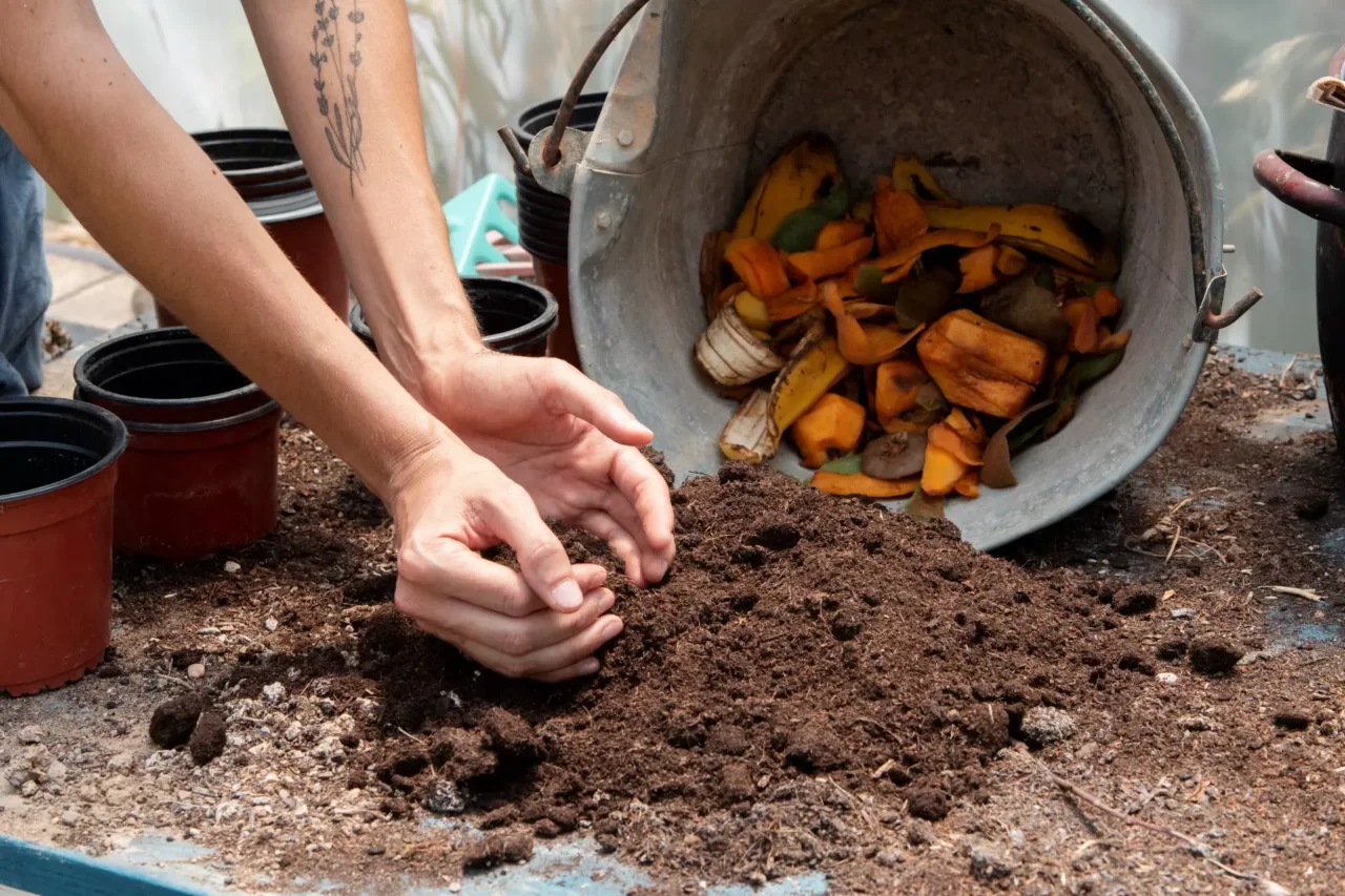 Non mettere mai il compost fresco direttamente sulle radici Non mettere mai il compost fresco direttamente sulle radici