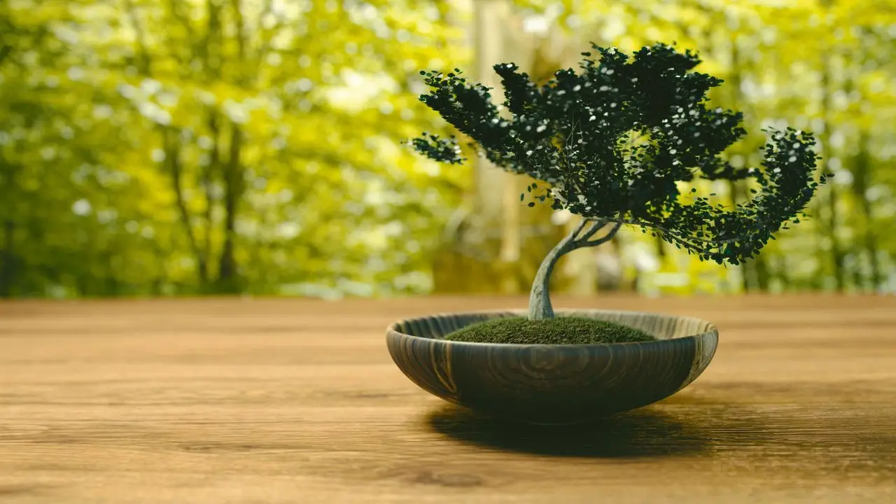Bonsai, ecco come si cura: ecco il trucco del giardiniere Bonsai, ecco come si cura: ecco il trucco del giardiniere