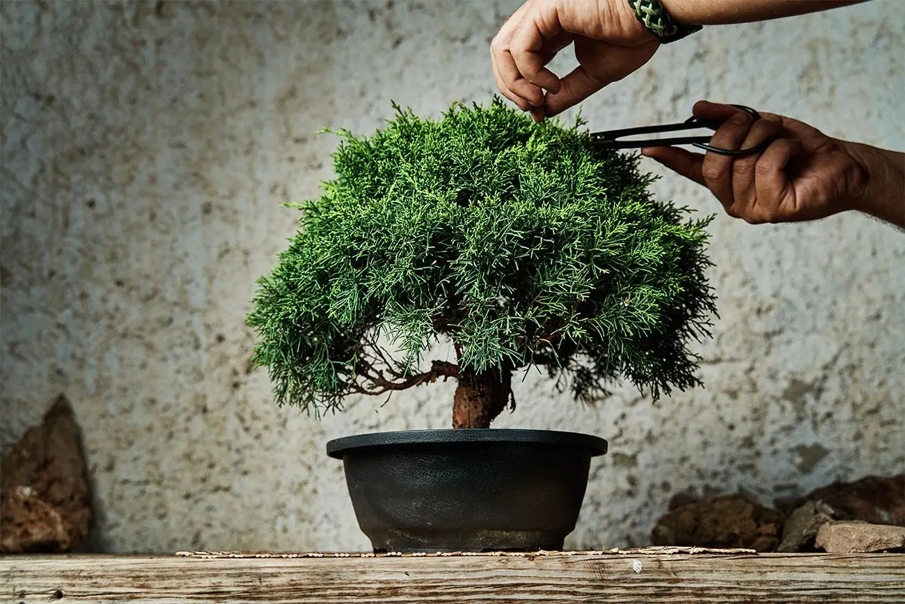 Bonsai, ecco come si cura: ecco il trucco del giardiniere Bonsai, ecco come si cura: ecco il trucco del giardiniere