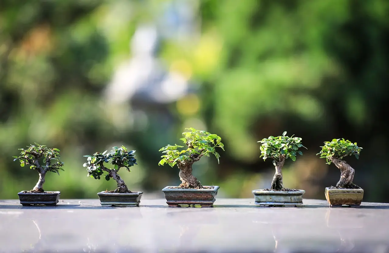 Bonsai, ecco come si cura: ecco il trucco del giardiniere Bonsai, ecco come si cura: ecco il trucco del giardiniere