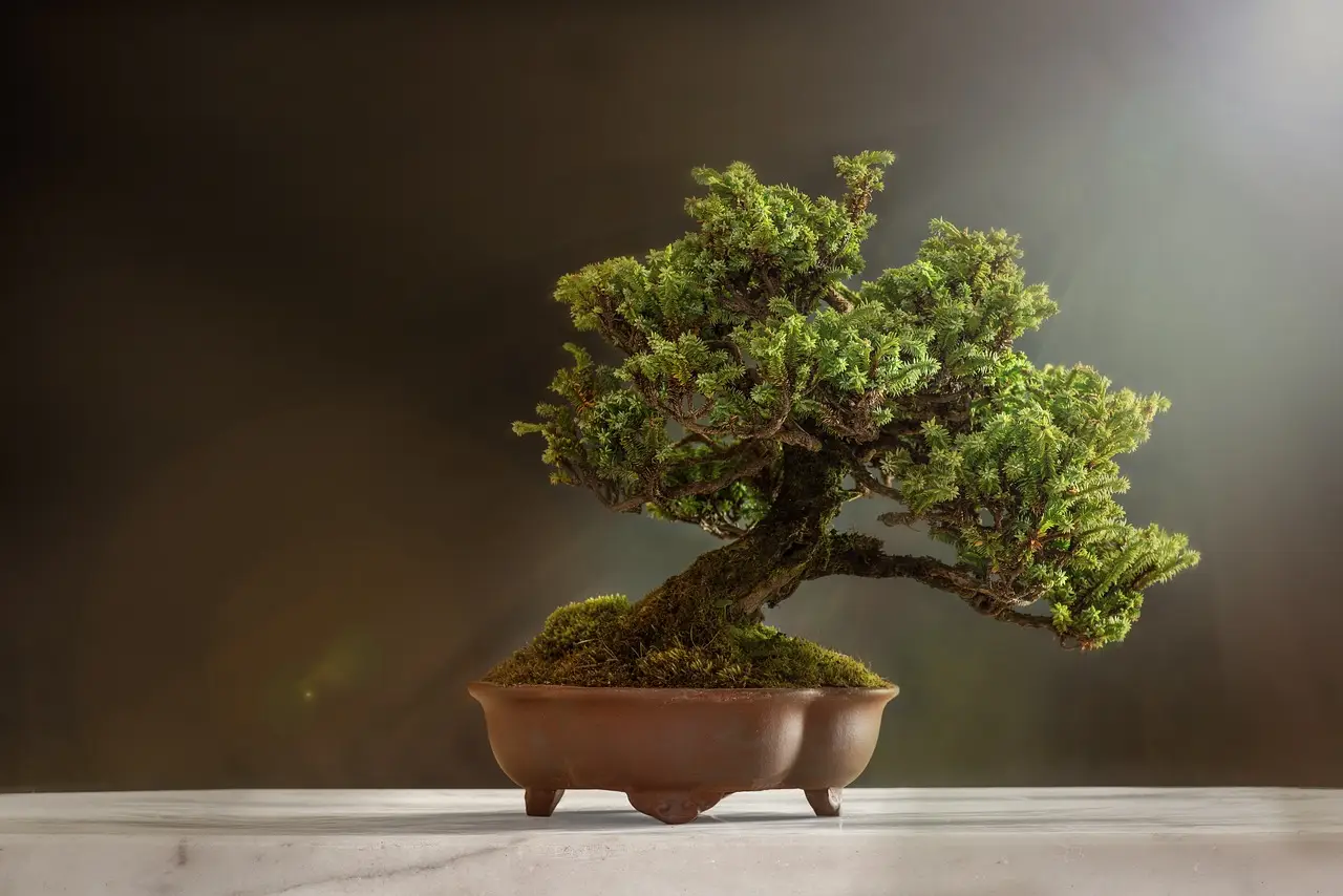 Bonsai, ecco come si cura: ecco il trucco del giardiniere Bonsai, ecco come si cura: ecco il trucco del giardiniere