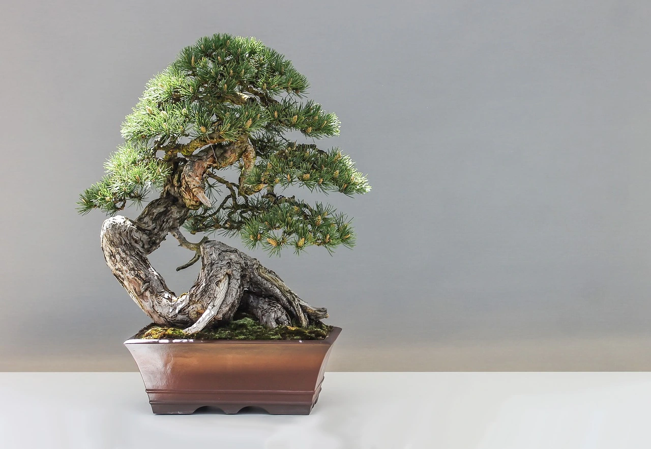 Bonsai, ecco come si cura: ecco il trucco del giardiniere Bonsai, ecco come si cura: ecco il trucco del giardiniere