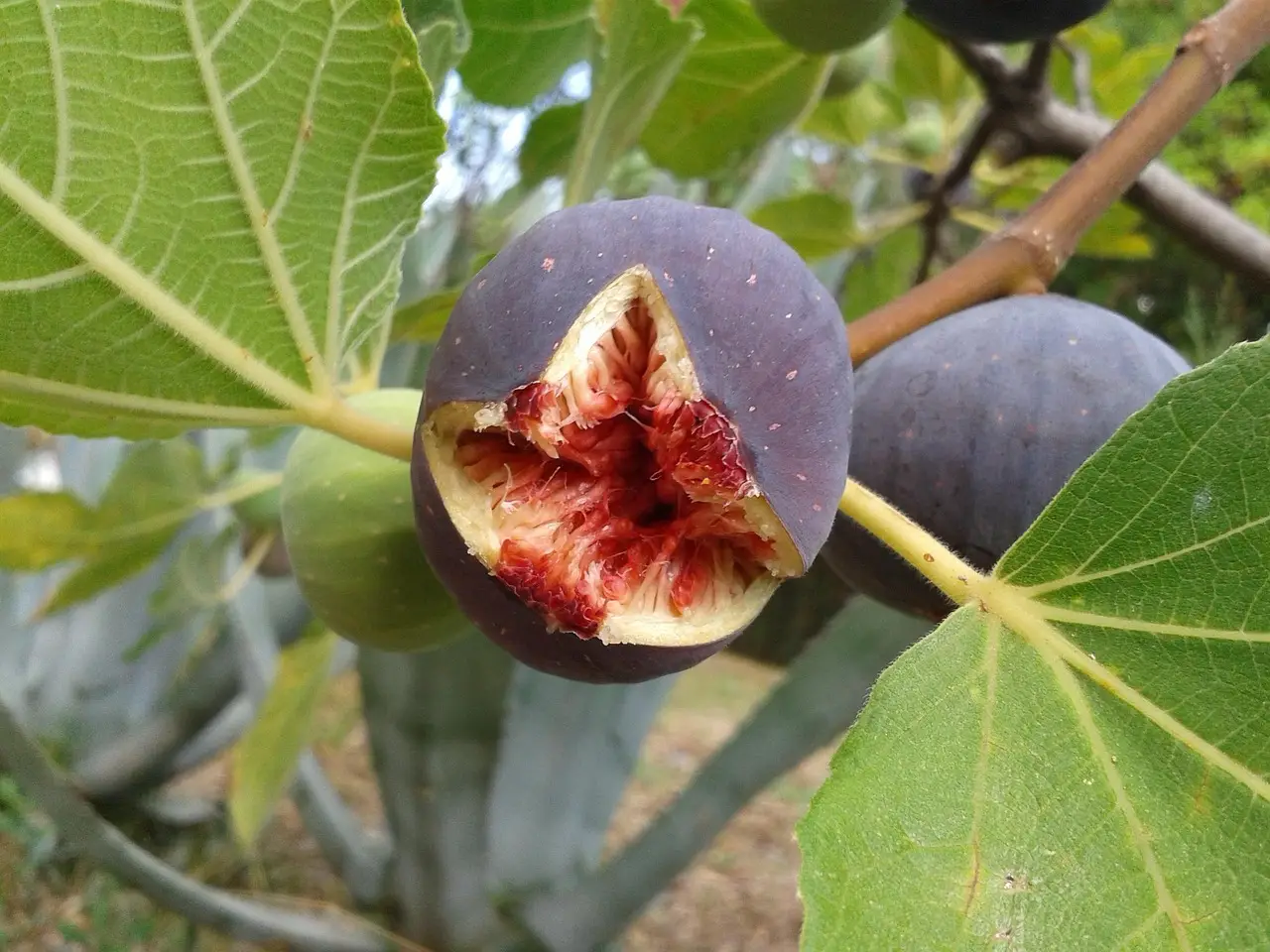 Il fico la scelta indispensabile per rendere unico il tuo giardino Il fico la scelta indispensabile per rendere unico il tuo giardino