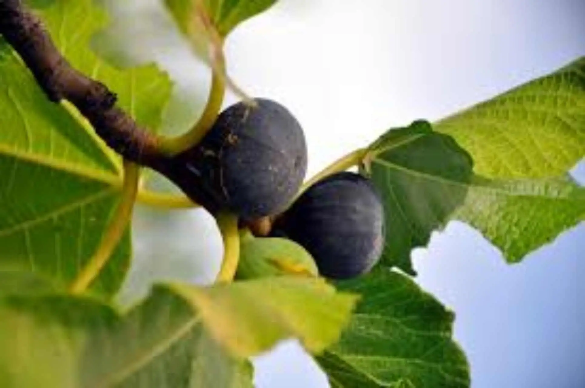 Il fico la scelta indispensabile per rendere unico il tuo giardino Il fico la scelta indispensabile per rendere unico il tuo giardino