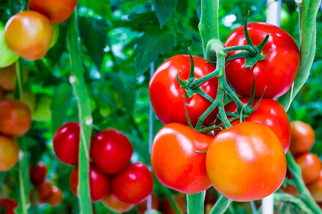 Come potare correttamente la pianta di pomodoro Come potare correttamente la pianta di pomodoro