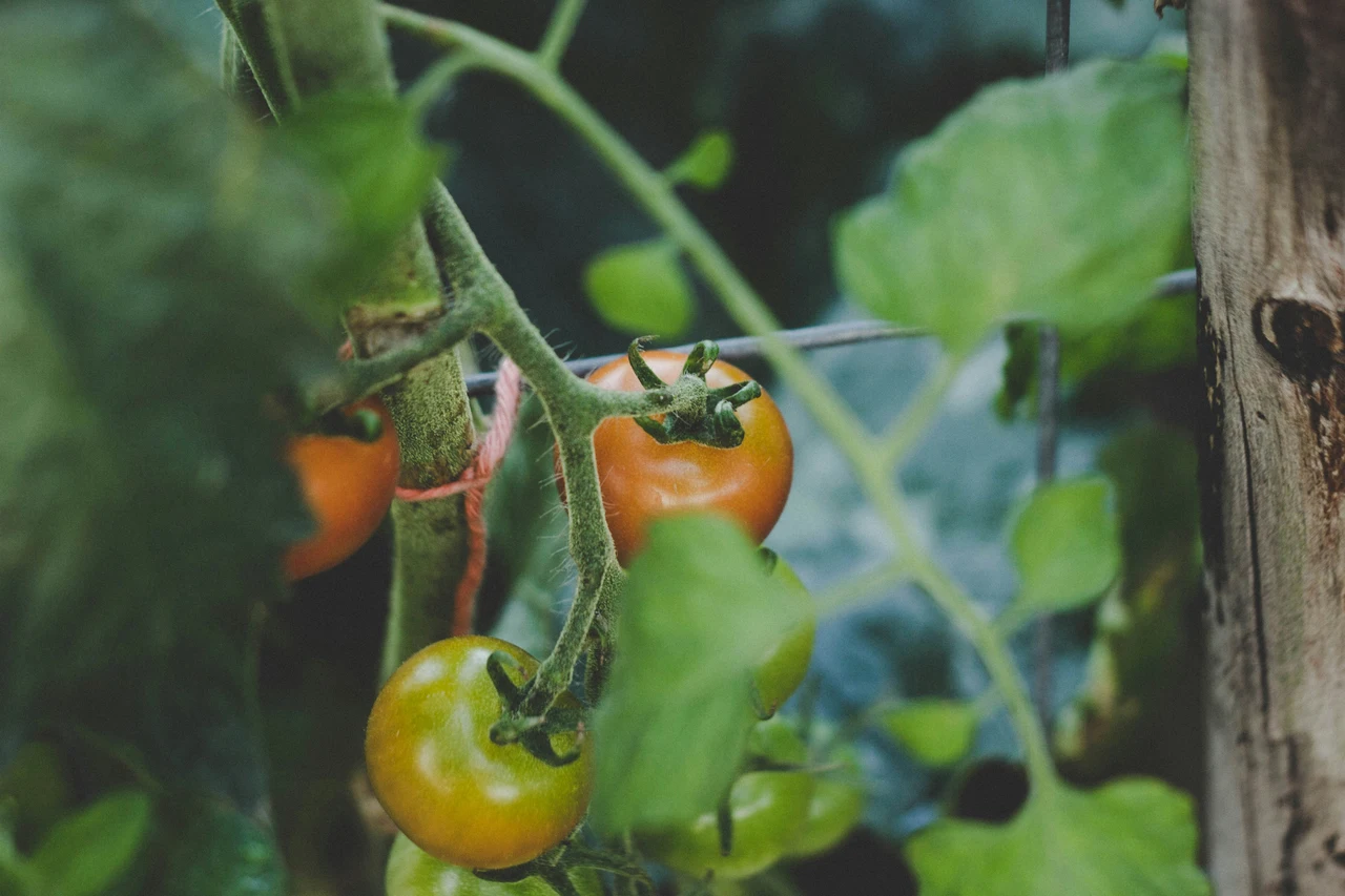 Come potare correttamente la pianta di pomodoro Come potare correttamente la pianta di pomodoro