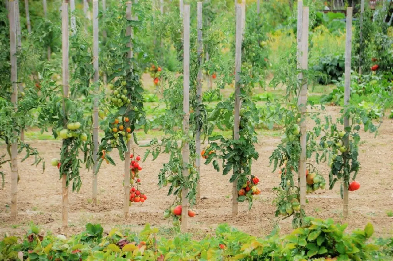 Come potare correttamente la pianta di pomodoro Come potare correttamente la pianta di pomodoro