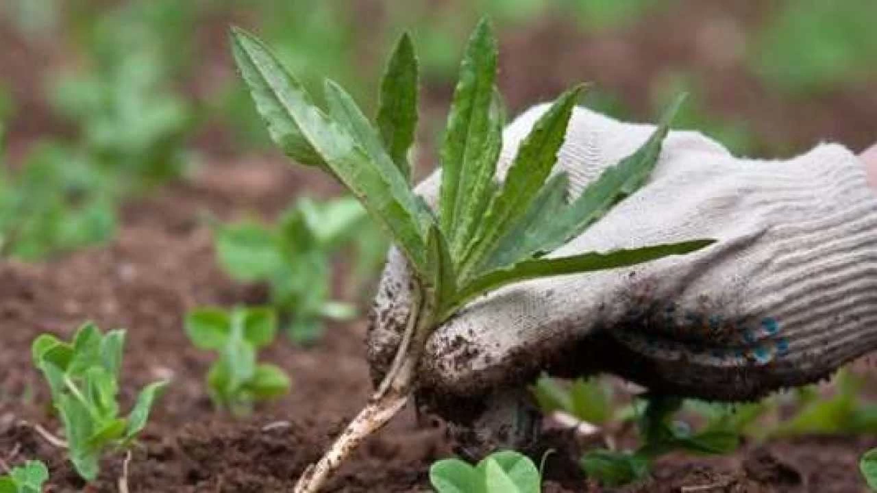 Attenzione ai funghi delle radici: possono distruggere tutto Attenzione ai funghi delle radici: possono distruggere tutto