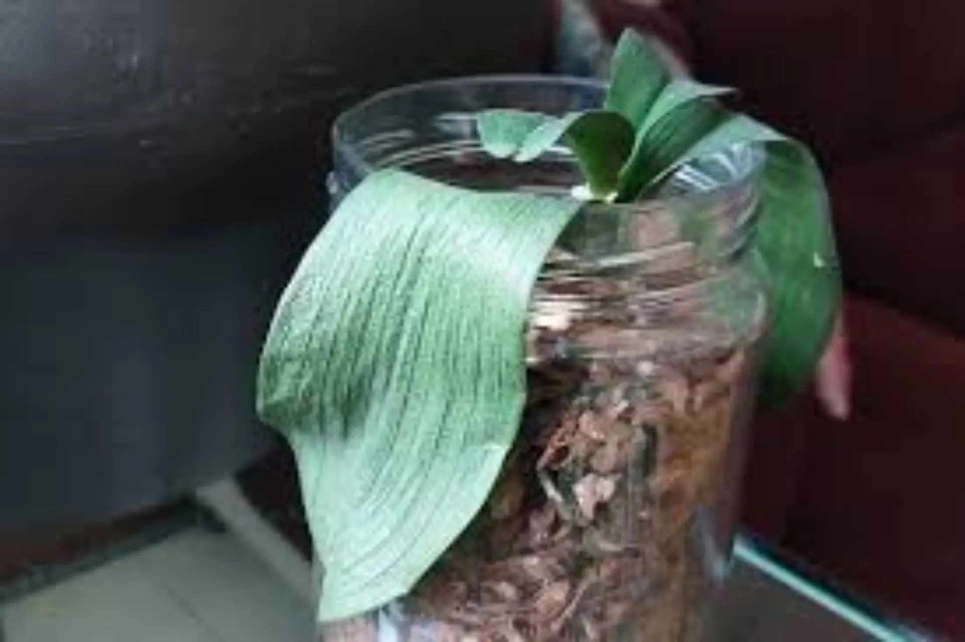 Guida pratica per realizzare un mini orto in bottiglia