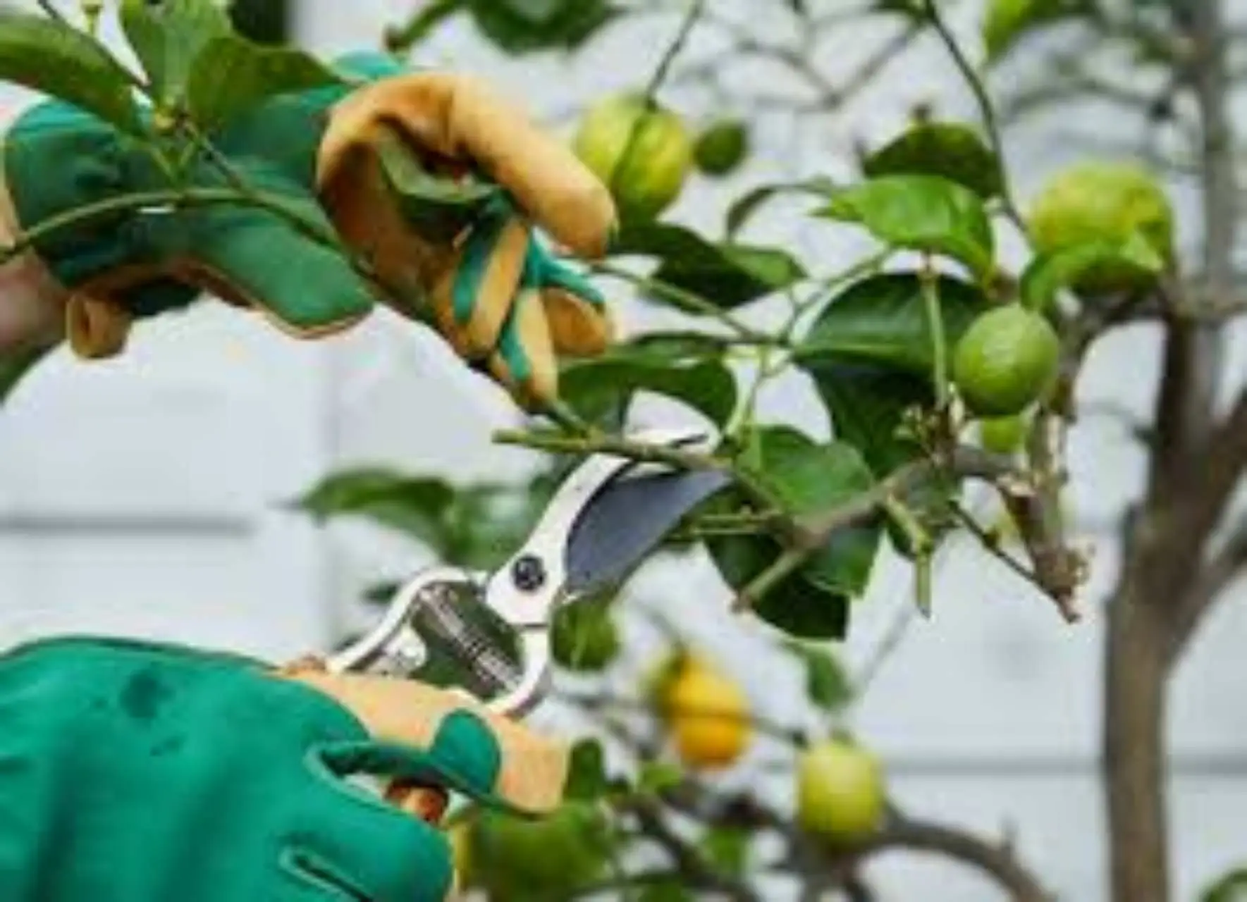 Potatura del limone ad maggio: ecco come puoi stimolare la fioritura Potatura del limone ad maggio: ecco come puoi stimolare la fioritura