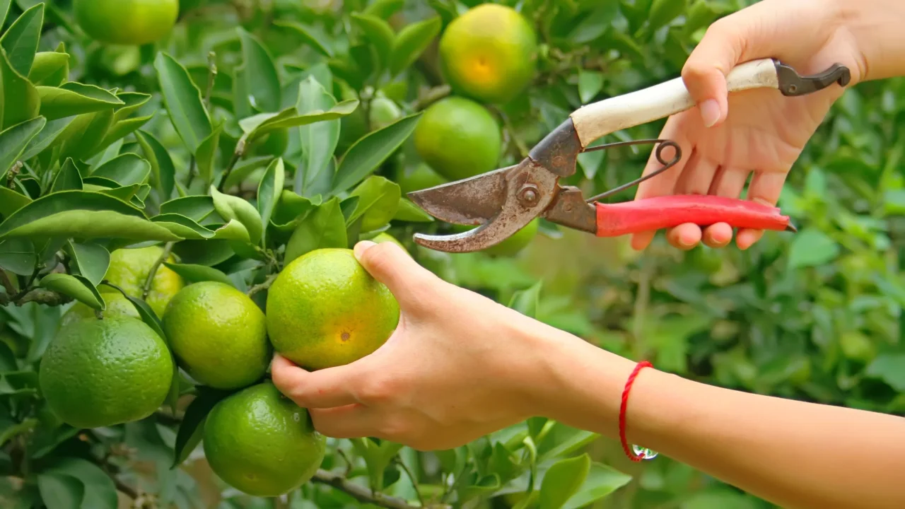 Potatura del limone ad maggio: ecco come puoi stimolare la fioritura Potatura del limone ad maggio: ecco come puoi stimolare la fioritura