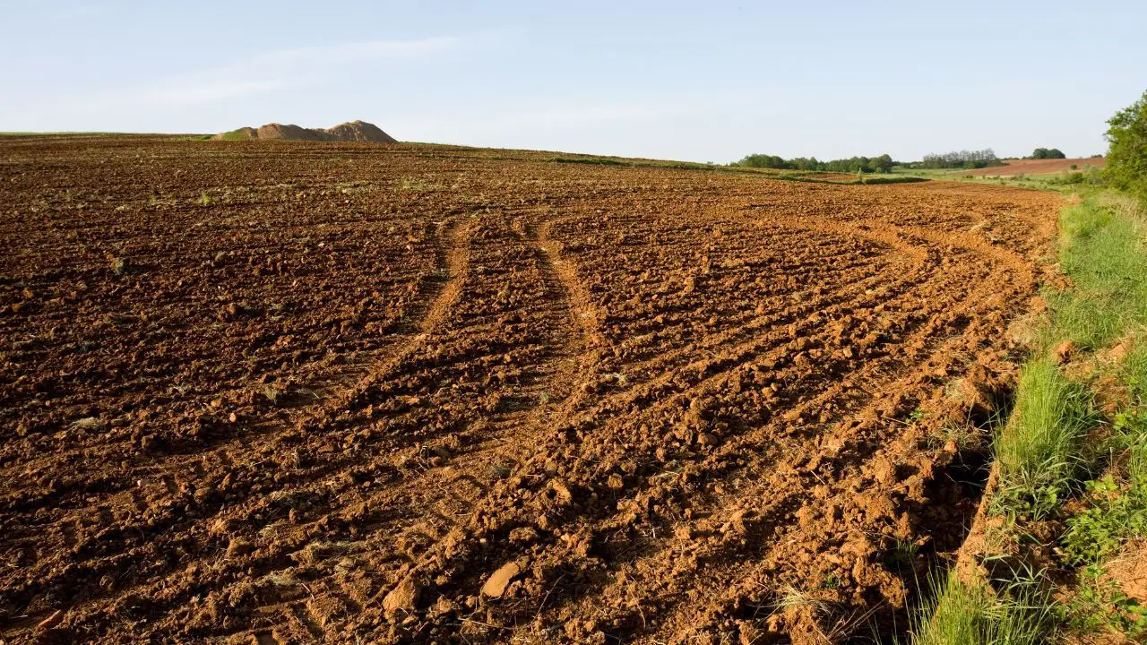 Attenzione al terreno troppo sabbioso: trattiene poca umidità Attenzione al terreno troppo sabbioso: trattiene poca umidità