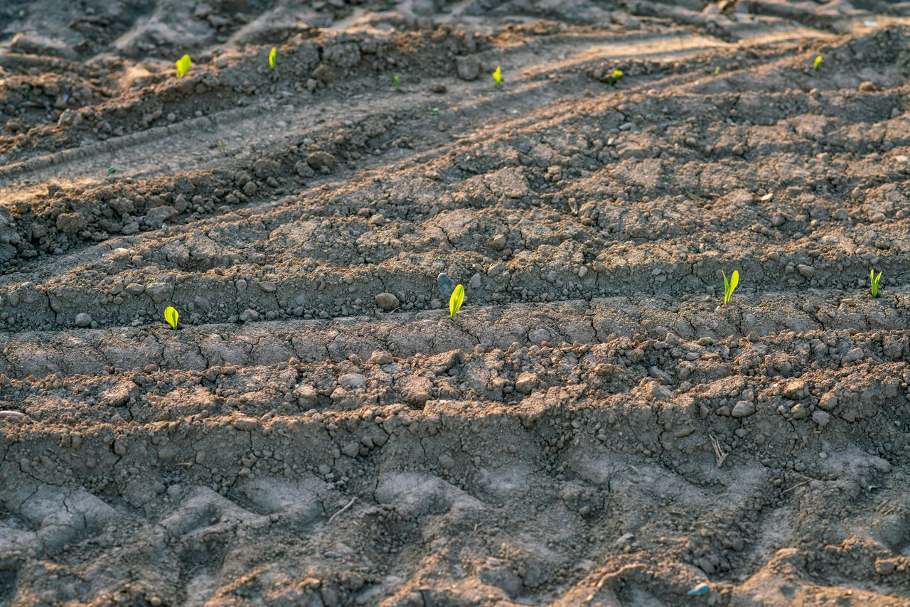 Attenzione al terreno troppo sabbioso: trattiene poca umidità Attenzione al terreno troppo sabbioso: trattiene poca umidità