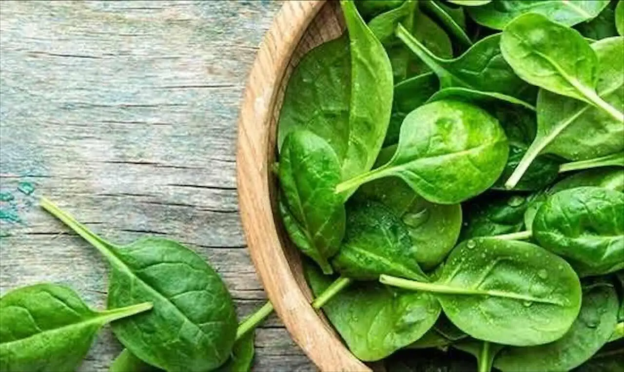 Guida alla coltivazione dello spinacio sul balcone