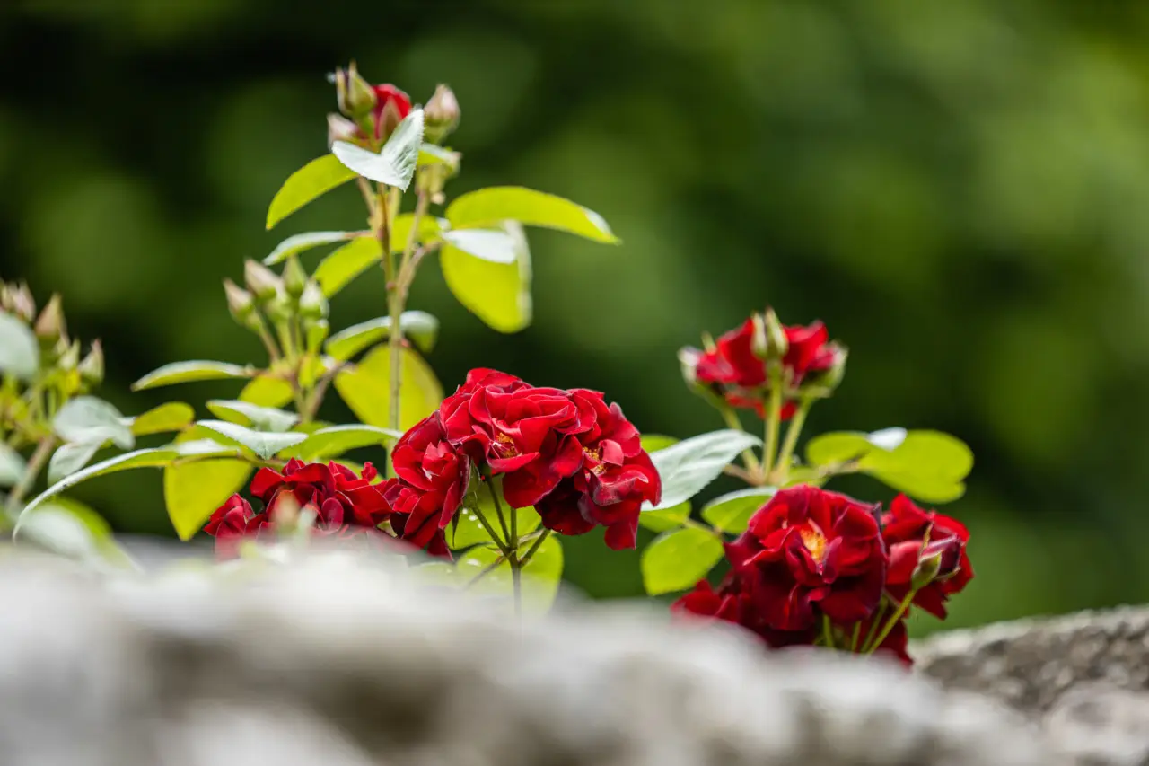 Bulbi primaverili: guida pratica per una fioritura continua anno dopo anno Bulbi primaverili: guida pratica per una fioritura continua anno dopo anno
