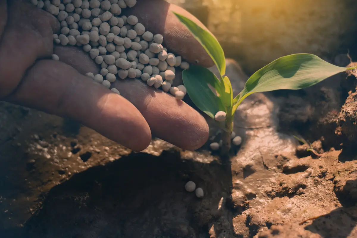 Concime naturale fai da te: i consigli dell’agronomo per piante sane e forti SC - concime naturale