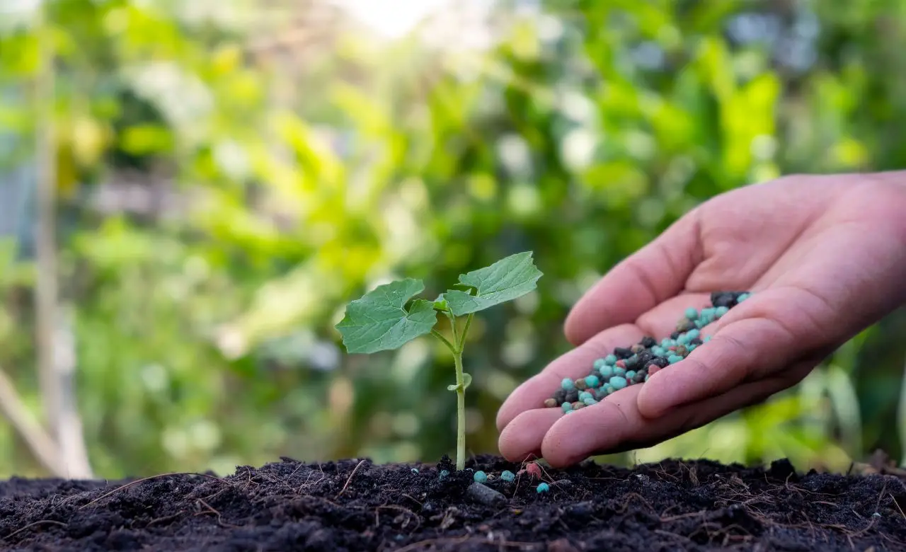 Concime naturale fai da te: i consigli dell’agronomo per piante sane e forti SC - concime naturale