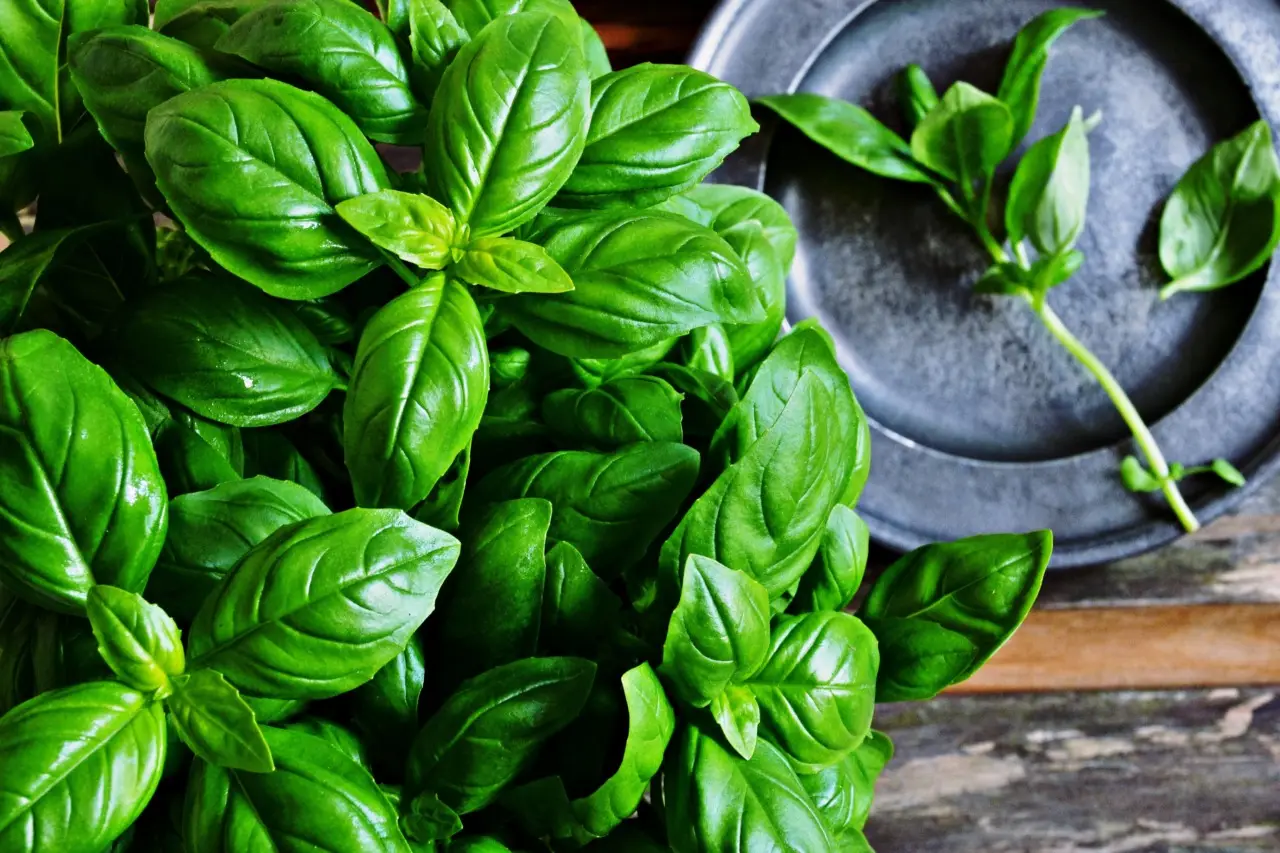 Basilico rigoglioso: cosa fare per una crescita sana Basilico rigoglioso: cosa fare per una crescita sana