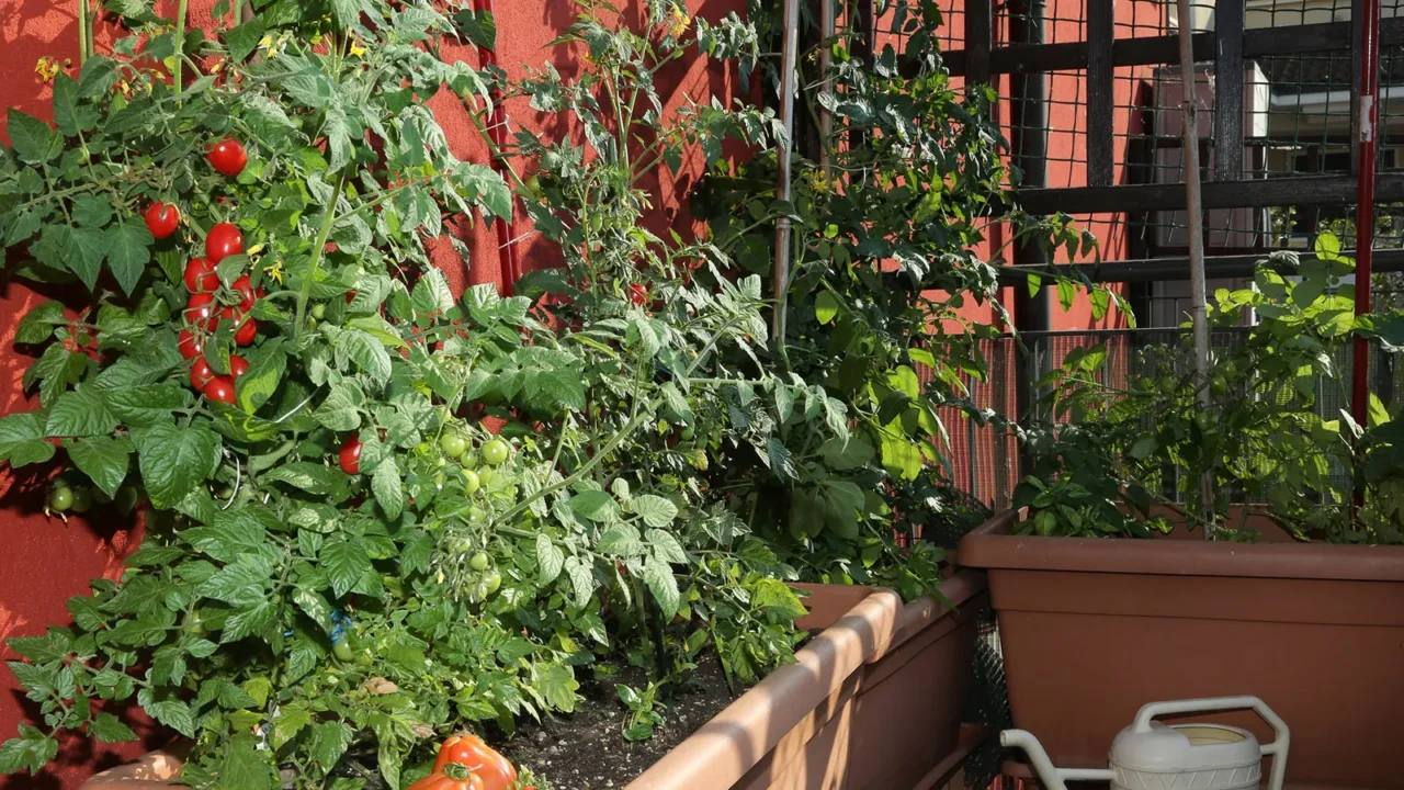 Ecco il trucco per far prosperare il tuo orto sul balcone in una settimana Ecco il trucco per far prosperare il tuo orto sul balcone in una settimana