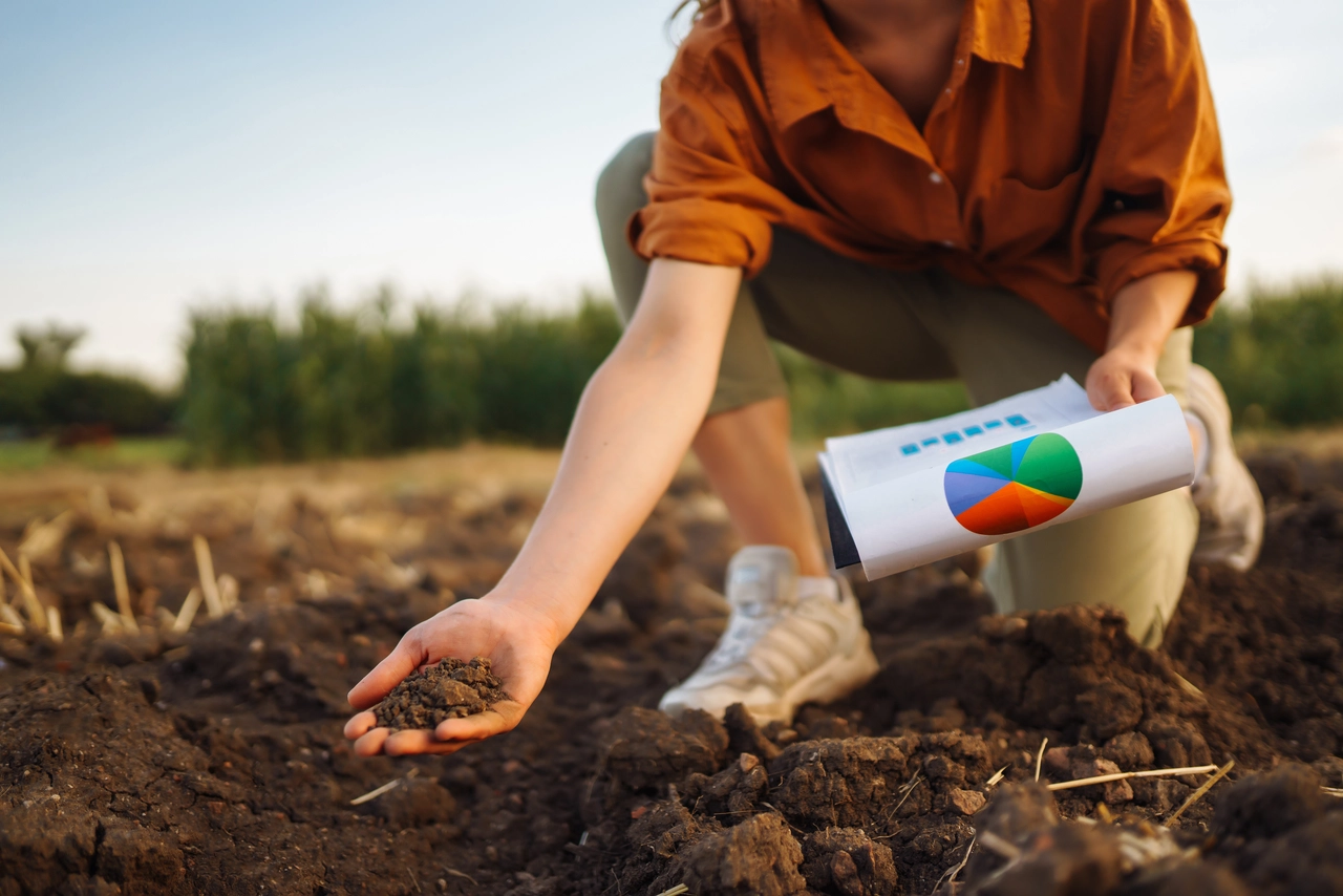 Scopri come proteggere le radici dal caldo intenso con materiali naturali consigliati dagli agronomi Scopri come proteggere le radici dal caldo intenso con materiali naturali consigliati dagli agronomi