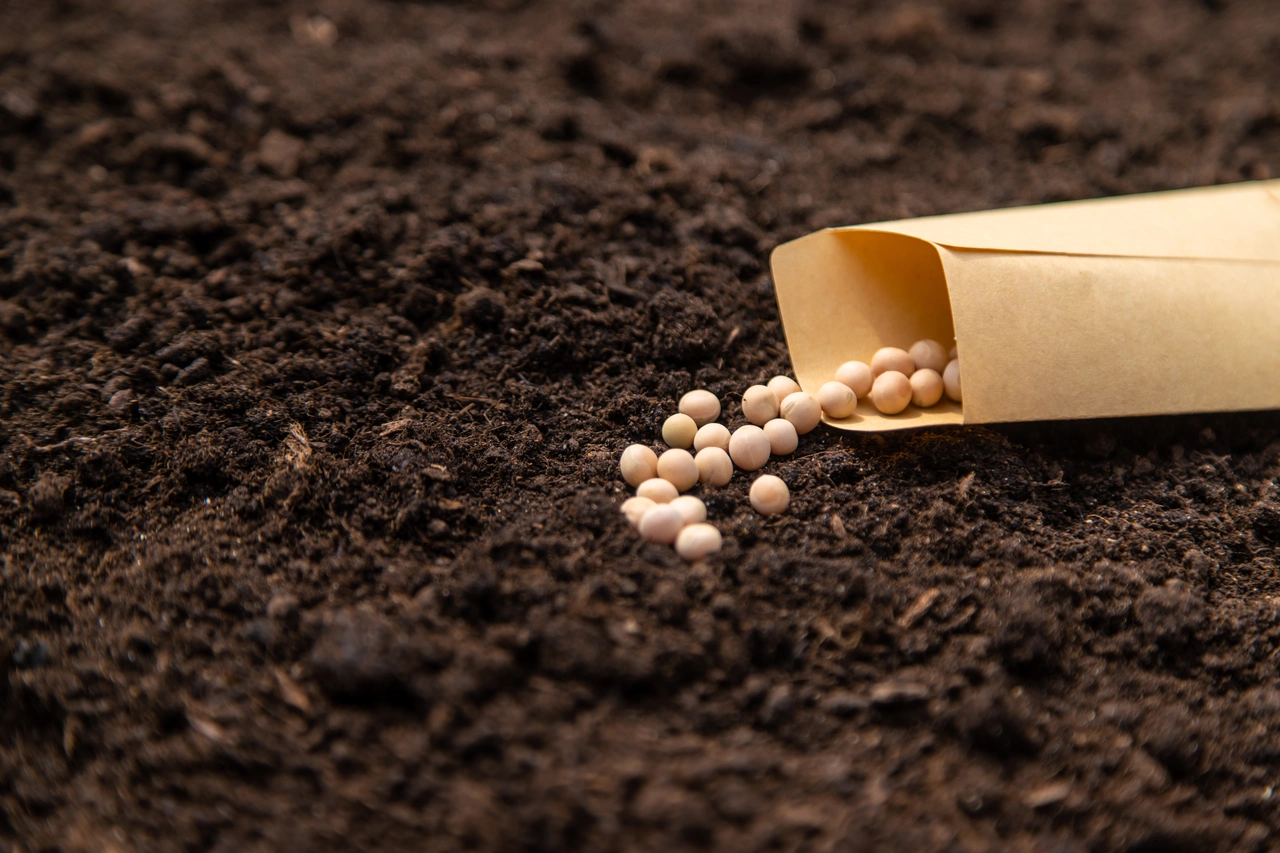 Terriccio universale o specifico? Ecco cosa consiglia il vivaista per piante più forti Terriccio universale o specifico? Ecco cosa consiglia il vivaista per piante più forti