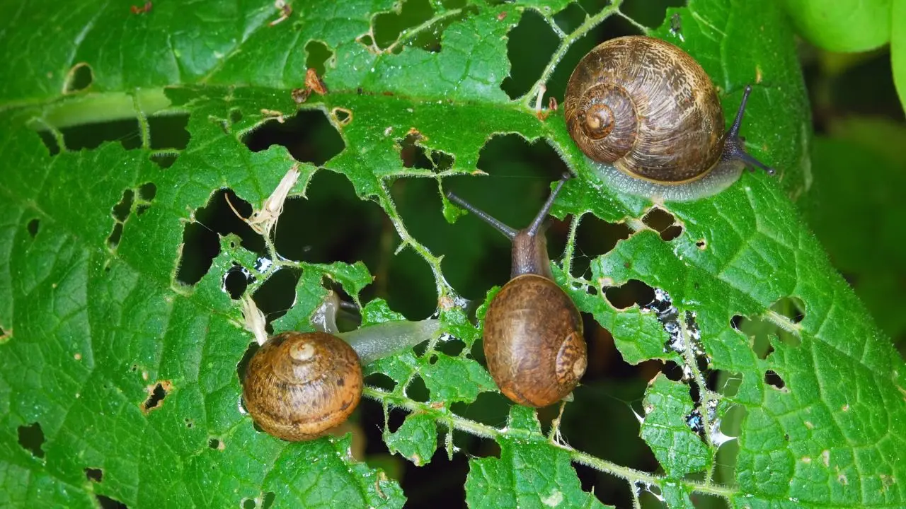 Come usare il pepe per allontanare lumache e insetti dal giardino Come usare il pepe per allontanare lumache e insetti dal giardino