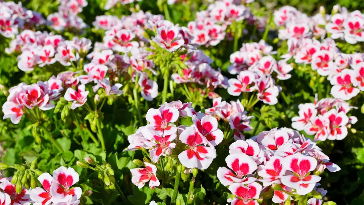 Fertilizzare i gerani: rimedi naturali e consigli pratici Fertilizzare i gerani: rimedi naturali e consigli pratici