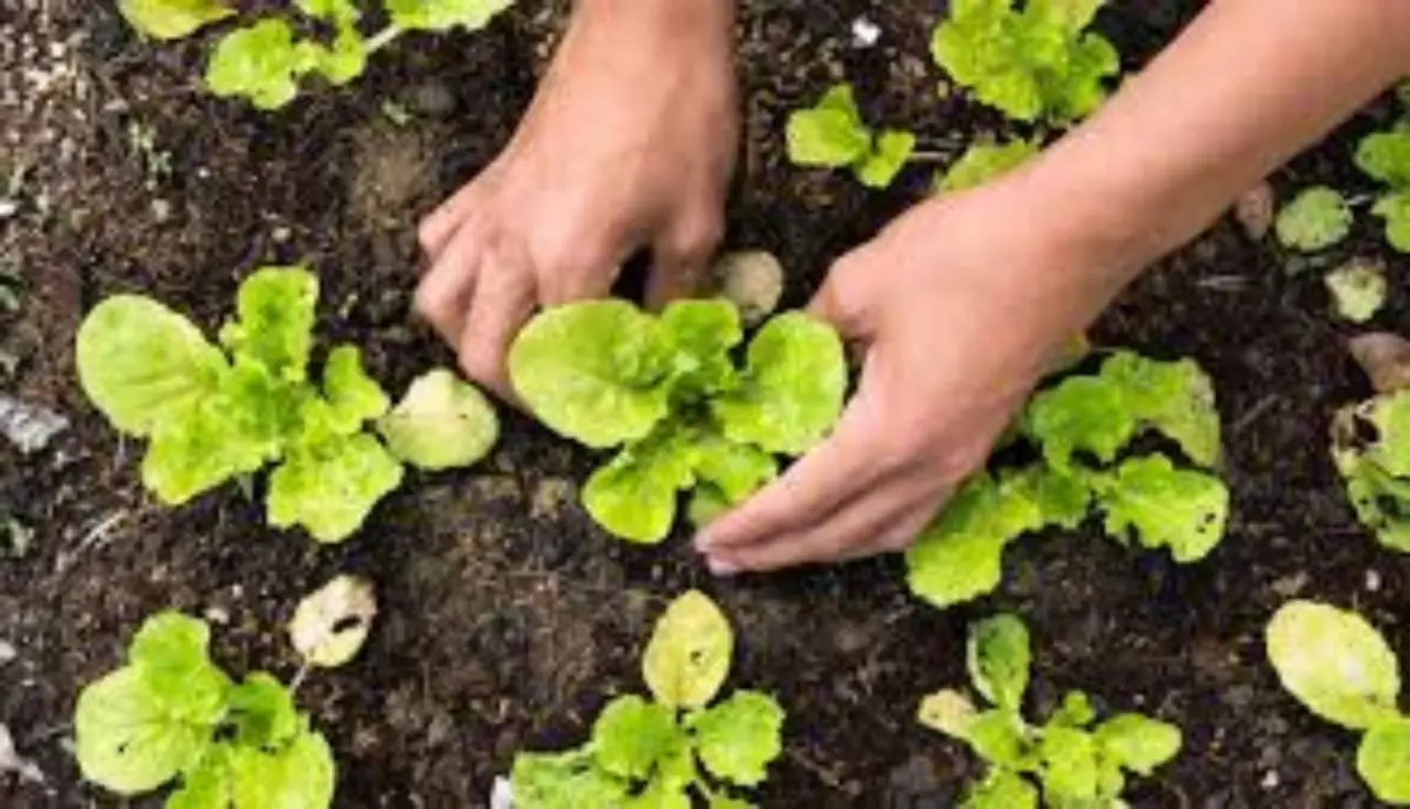 Come creare un orto verticale anche in poco spazio SP - Orto verticale con bottiglie riciclate