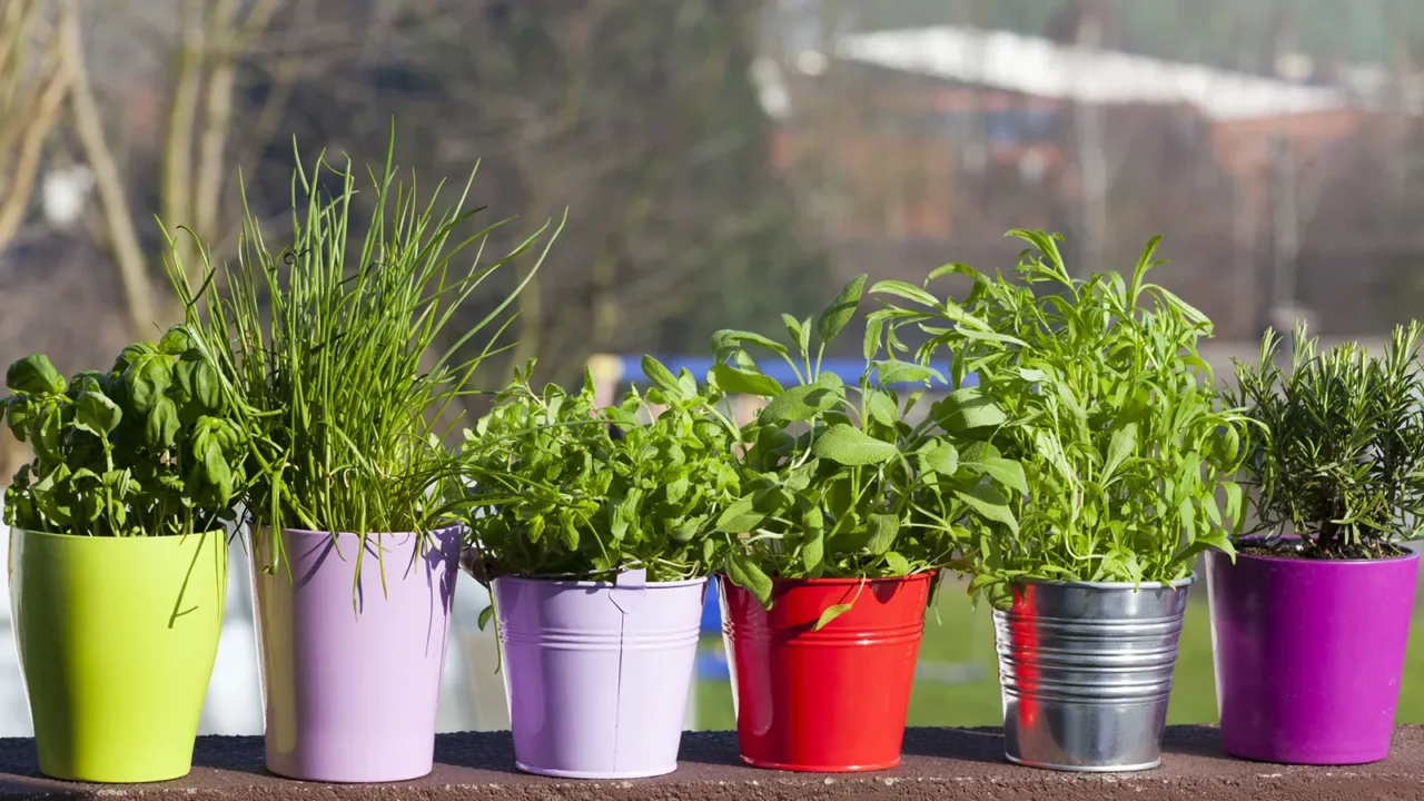 Come scegliere piante aromatiche per balconi profumati tutto l’anno Come scegliere piante aromatiche per balconi profumati tutto l’anno