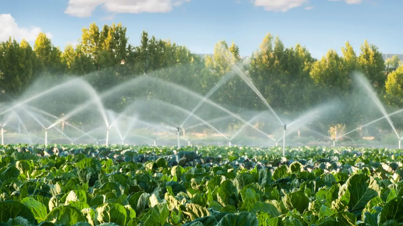Quali irrigatori automatici scegliere per risparmiare acqua in estate Quali irrigatori automatici scegliere per risparmiare acqua in estate