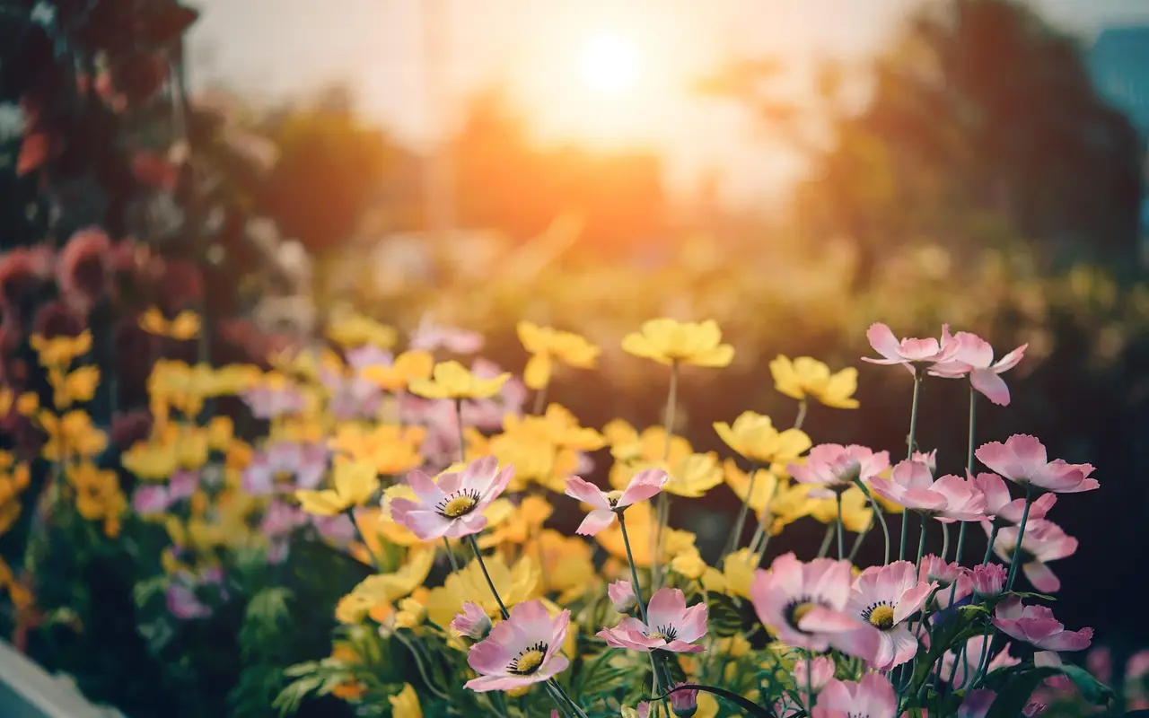 Giardino profumato senza sforzo: pianta ora questa specie dal profumo di vaniglia Giardino profumato senza sforzo: pianta ora questa specie dal profumo di vaniglia